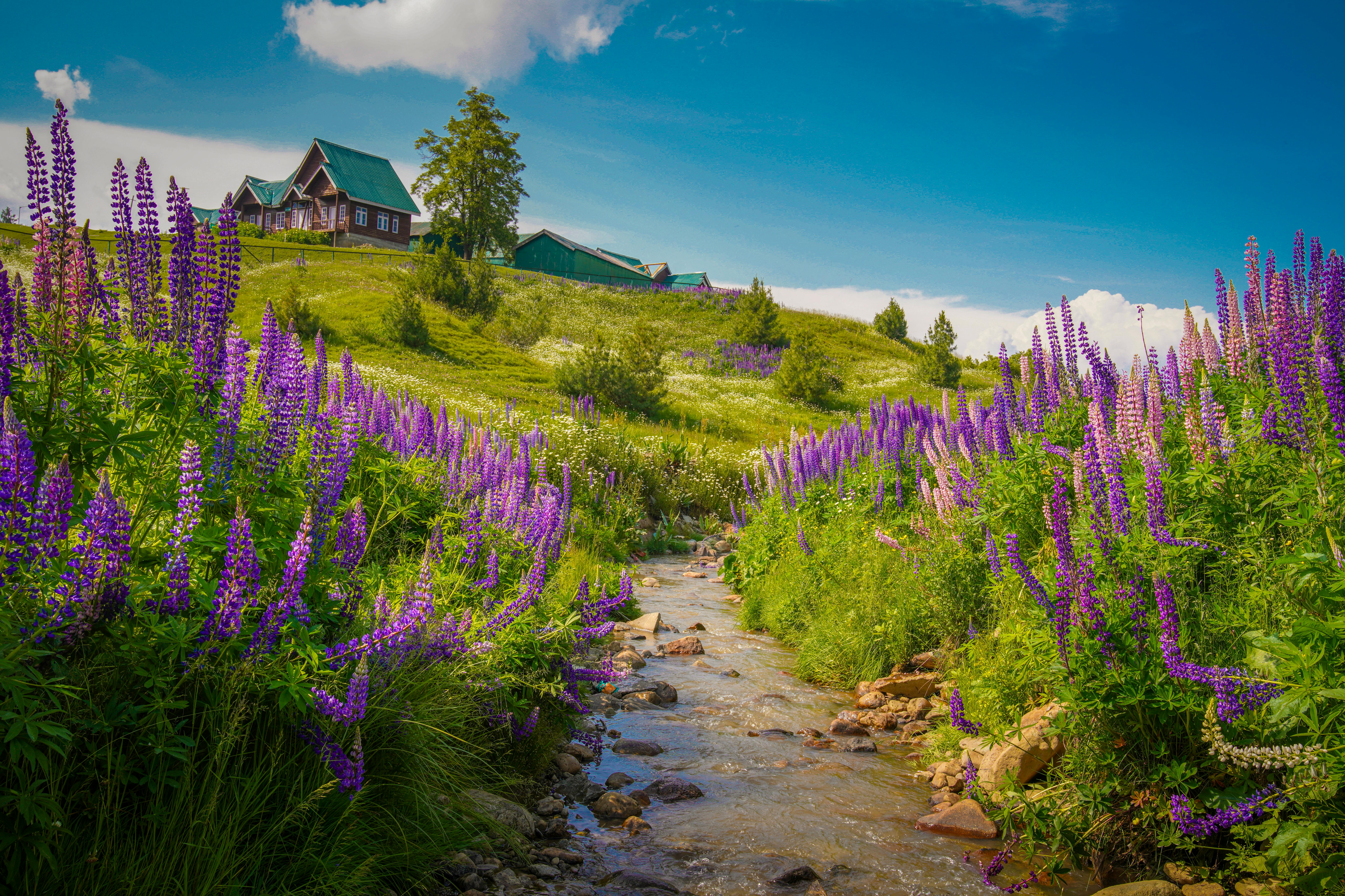 Summer Holidays in Kashmir